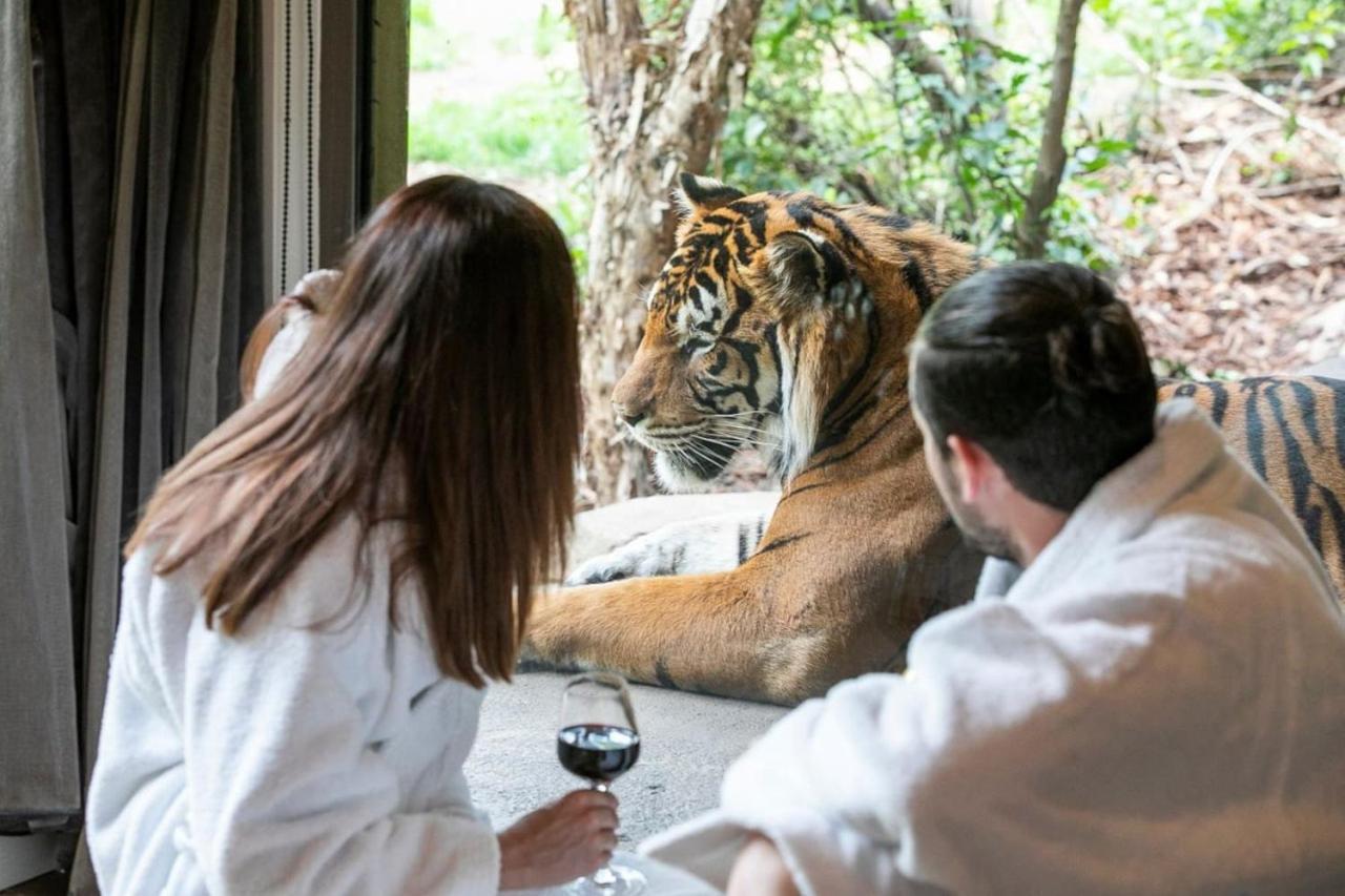 Big Cat Bungalows At The Haven - Lion 2 Canastota المظهر الخارجي الصورة