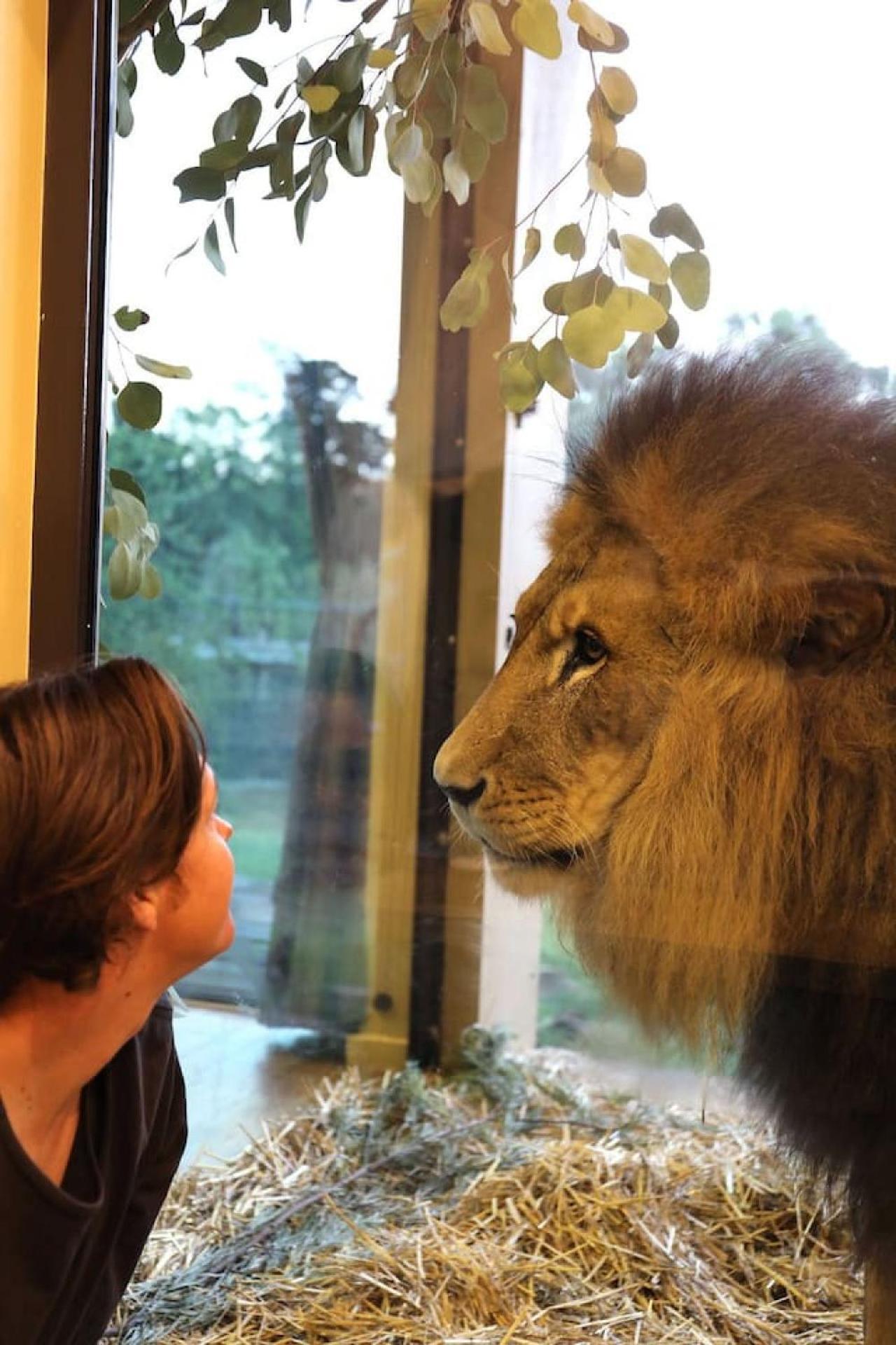 Big Cat Bungalows At The Haven - Lion 2 Canastota المظهر الخارجي الصورة